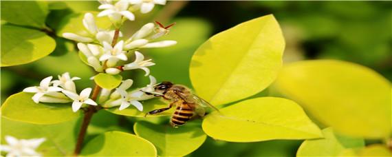 中华蜜蜂养殖入门实用技术 中华蜜蜂的养殖技术视频