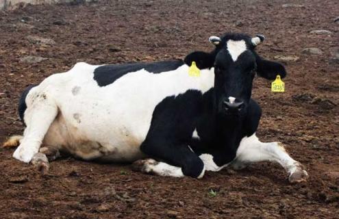 中国荷斯坦牛养殖技术 荷斯坦牛产量