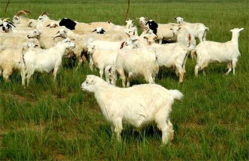 养羊避免近亲繁殖的方法 养羊怎样防止近亲