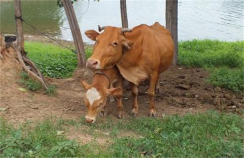 母牛常见流产原因 母牛流产常见的原因