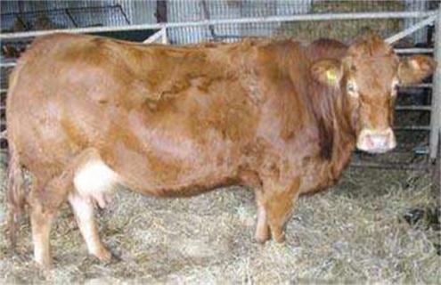 母牛妊娠期的饲养管理技术 母牛妊娠后期的饲养管理技术