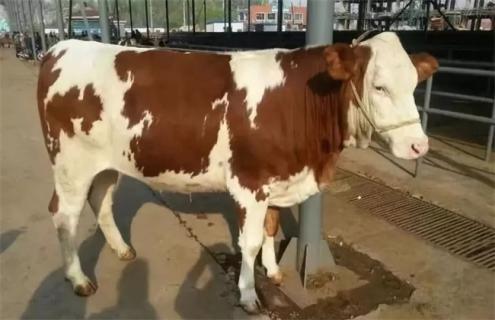 哺乳期母牛的养殖方法 哺乳母牛的饲养配方