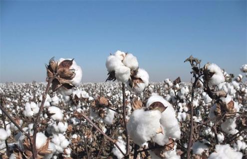 如何提高棉花的产量 如何提高棉花的产量和品质