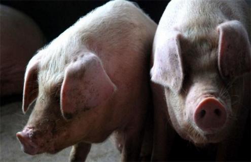 如何降低 养猪 成本