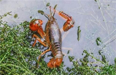 小龙虾养殖水草的作用 养小龙虾最好的水草品种图片