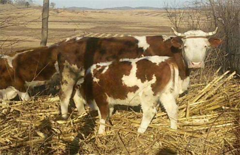 母牛带犊繁育技术 小牛犊繁殖