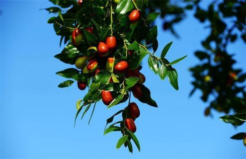 枣树座果率低的原因 冬枣树坐果率低的主要原因