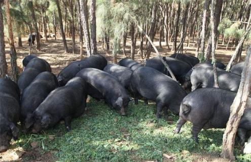 10头黑猪养殖 养殖成本 养殖盈利