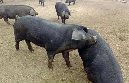 10头黑猪养殖 养殖成本 养殖盈利
