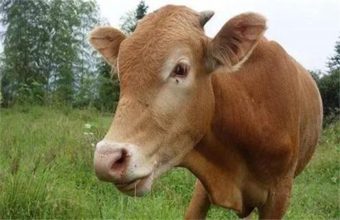 牛食道阻塞怎么办 牛食管阻塞是什么症状