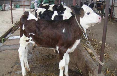 如何提高奶牛繁殖率（如何提高奶牛繁殖效率）