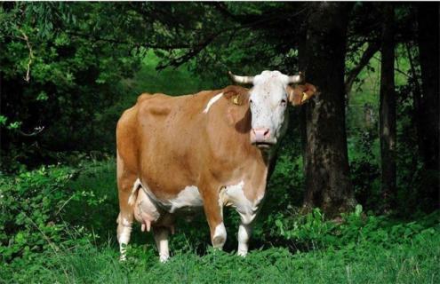 母牛流产防治措施（母牛流产可以补救吗）