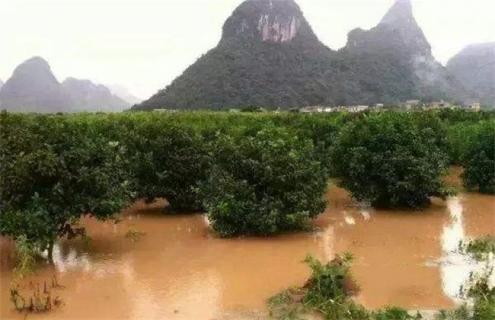 台风天气 果园管理 管理要点