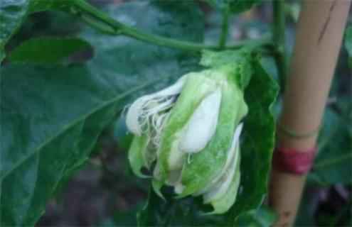 百香果怎么促进花芽分化