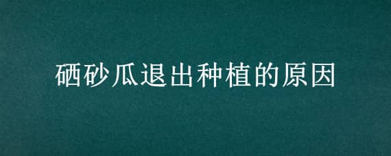 硒砂瓜退出种植的原因