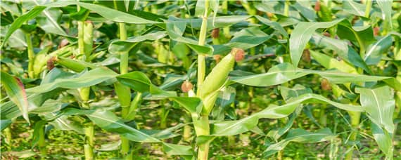 玉米种植过程记录