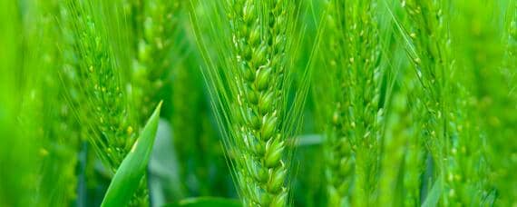 小麦种植过程记录（小麦种植过程记录视频）
