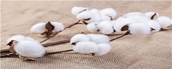 长绒棉生长的自然条件 长绒棉生长的有利条件