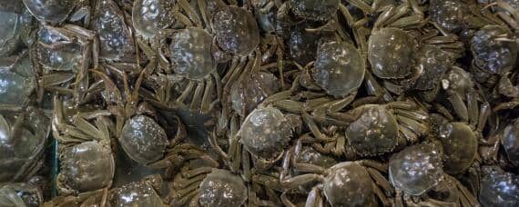 螃蟹怎么养几天 螃蟹要怎样养才能活几个月