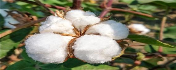 棉花栽培技术要点 介绍棉花的栽培要点