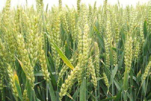 农民种植小麦的过程，步骤有哪些（种植小麦的步骤与过程）