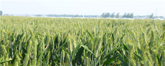小麦田封闭除草剂有哪些 小麦苗前封闭除草剂有哪些