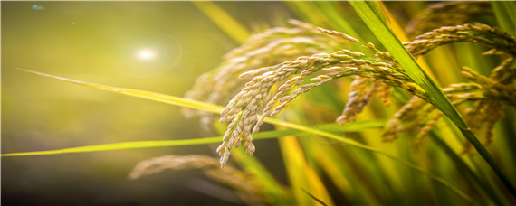 2020年湖南水稻主推品种 2020年湖南省早稻常规品种