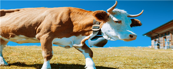 喂母牛的最佳饲料配方 母牛饲料配方和喂养方法