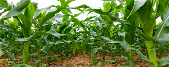 甜玉米一亩地能种多少棵 一亩地能栽多少棵玉米