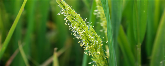 双季稻最早哪个朝代 双季稻最早出现在哪个朝代