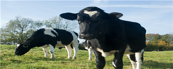 母牛的正确饲养方法（母牛饲养技术）