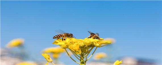 花粉怎样喂蜜蜂 花粉怎样喂蜜蜂最科学