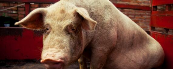 育肥猪能长期用金霉素吗（金霉素可以猪催肥用吗）
