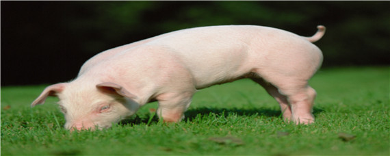 猪长期吃葡萄糖坏处 猪吃葡萄糖的好处