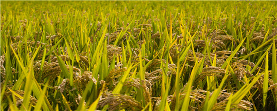 稻谷浸种催芽方法 晚稻浸种催芽