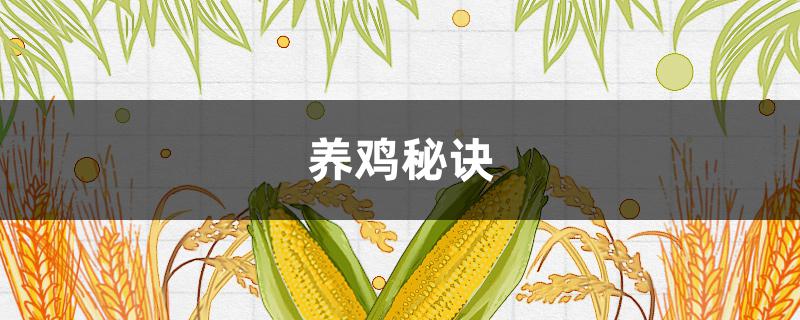 养鸡秘诀