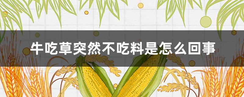 牛吃草突然不吃料是怎么回事（牛吃草不吃料怎么办）