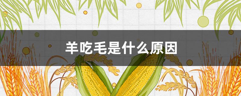 羊吃毛是什么原因 羊吃羊毛是什么原因