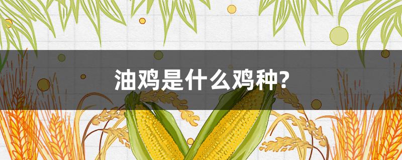 油鸡是什么鸡种?