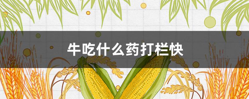 牛吃什么药打栏快（牛打栏用什么药）