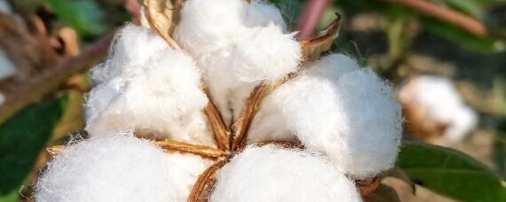新疆生产的棉花纤维长瓜果特别甜的主要原因是