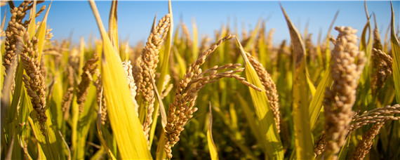 2020年水稻主推品种 2020年水稻品种排名第一