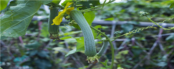 瓜类蔬菜嫁接的砧木主要是（瓜类嫁接砧木和接）