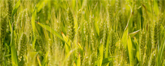 碱地种小麦应用什么肥料 盐碱地种小麦用什么肥料好