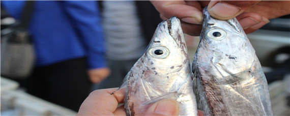舟山带鱼是人工养殖吗 舟山产带鱼吗
