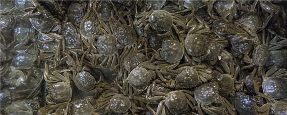 河蟹活的能放多长时间 河蟹一般能活多久 怎么能活久一点