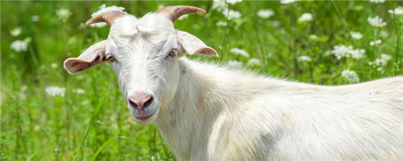 小羊一般几个月配种（小羊一般几个月配种维方地区有没有出卖小羊的）