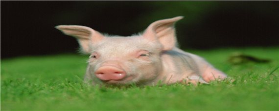 猪得了脑炎使用磺胺药的剂量 猪脑炎打多少磺胺