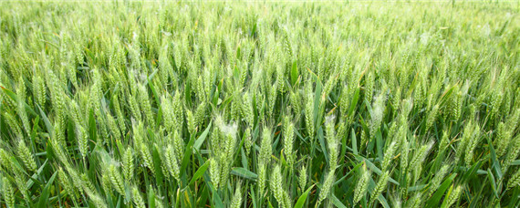 冬季麦田除草什么温度适宜 麦田冬季打什么除草剂什么温度合适