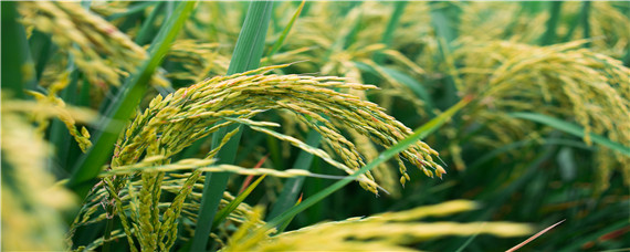 水稻几月几号施穗肥 水稻什么时候施穗肥